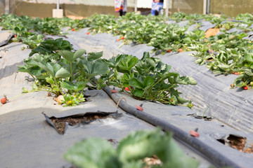 Strawberry farm in Nuwara Eliya