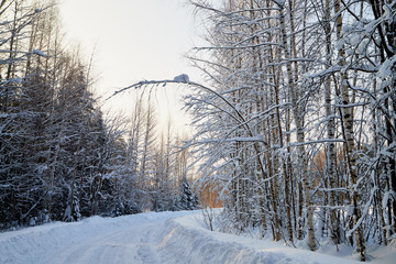 White road in a winter forest with snow covered trees in a sunny day