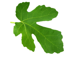 Naklejka premium Fig leaf isolated on white background. top view