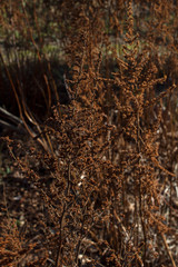 dry inflorescence of a perennial wild plant