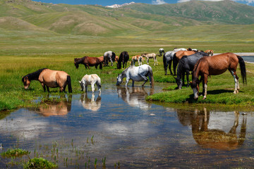 A herd of horses at a watering hole. Traditional pasture in the mountains of Kyrgyzstan. Sonkul lake © Alex Sipeta