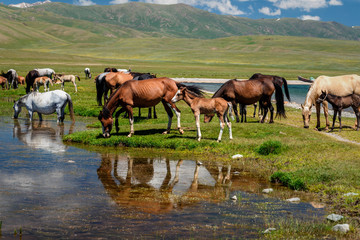 A herd of horses at a watering hole. Traditional pasture in the mountains of Kyrgyzstan