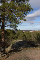 Fototapeta premium pine trees on rocks in Sunny weather