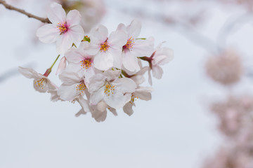 Beautiful pink cherry blossom in full bloom. japanese sakura.