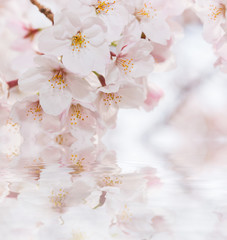 Beautiful pink cherry blossom in full bloom. japanese sakura.