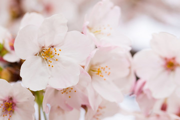 Naklejka na ściany i meble Beautiful pink cherry blossom in full bloom. japanese sakura.