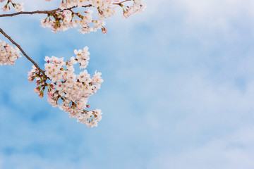 Beautiful pink cherry blossom in full bloom. japanese sakura.