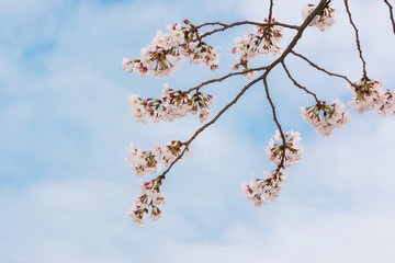 Beautiful pink cherry blossom in full bloom. japanese sakura.