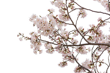 Beautiful pink cherry blossom isolated on white background