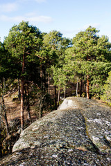 Fototapeta na wymiar pine trees on rocks in Sunny weather