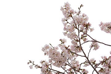 Beautiful pink cherry blossom isolated on white background