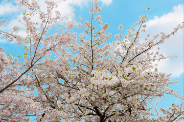 Beautiful pink cherry blossom in full bloom. japanese sakura.
