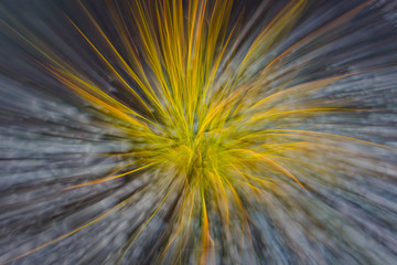 Closeup of colorful abstract plant.