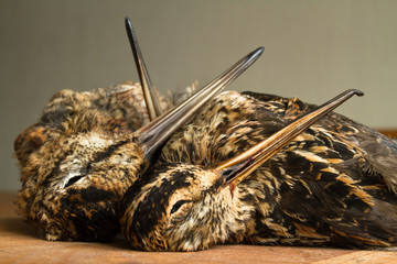 a woodcock and two snipe are on the kitchen table