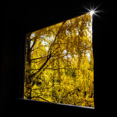 Looking through a window on a golden yellow forest
