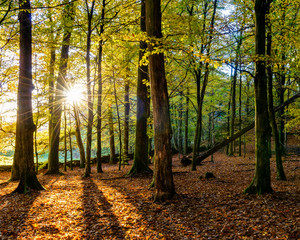 Sunlight streaming through a forest in autumn