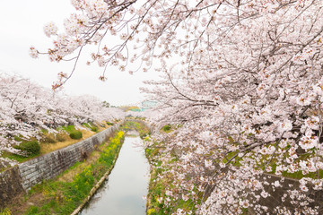 Beautiful pink cherry blossom in full bloom. japanese sakura