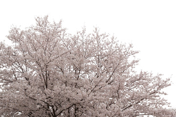 Beautiful pink cherry blossom isolated on white background
