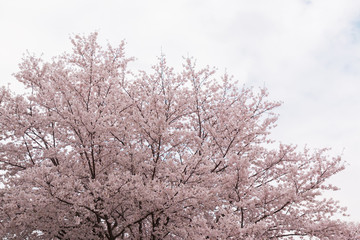 Obraz na płótnie Canvas Beautiful pink cherry blossom in full bloom. japanese sakura.