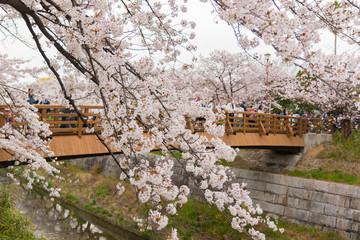 Beautiful pink cherry blossom in full bloom. japanese sakura
