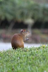 Agouti tropical rain forest animal