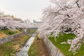 Beautiful pink cherry blossom in full bloom. japanese sakura