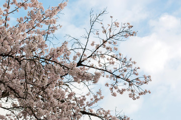 Beautiful pink cherry blossom in full bloom. japanese sakura.