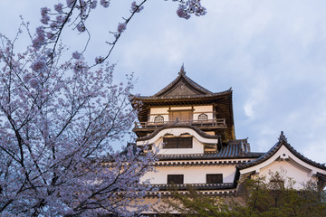 Fototapeta premium Inuyama castle with beautiful cherry blossom.