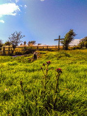 Trinity well and graveyard Ireland