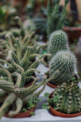 Many different cacti in flowerpots mix selling in flowers store, top view. Garden center with lot potted small cactus plants sale on flower market. Various succulent in pots retail