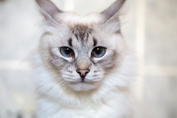 Obraz premium Siberian Neva Masquerade Close Up Cat Face 
