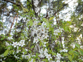 Fototapeta premium Blooming spring cherry on a blurry background