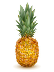 Vector realistic pineapple isolated