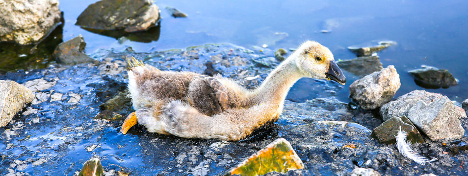 Bird Stuck In Polluted Water With Tar. Dying Animals In Industrial Wastes. Dirty Rivers And Oceans With Oil. Small Goose In Danger. Environmental Problem. Harmful Human. Ecological Disaster.