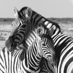 Schönes abgestreiftes Zebra und Kalb im afrikanischen Busch. Etosha Wildreservat, Namibia, Afrika Safari Wildtiere. Wildes Tier im Naturlebensraum. Das ist Afrika.
