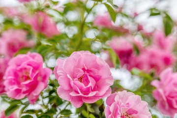 Garden roses close-up, summer time in garden. Flower concept