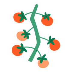 Small tomatoes on branch, cherry sweet red little tomatoes, isolated vector illustration, fresh organic vegetable, symbol of farmring and agriculture