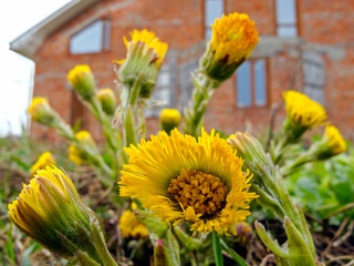 Spring flowers on the background of a brick house.