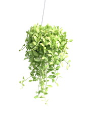 Green house ivy plant Hanging in flower pot isolated on white background