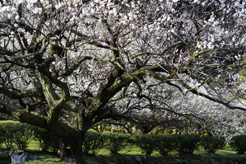 花咲く梅の木