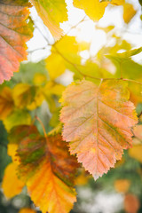 Obraz premium Yellow leaves tree autumn outdoors.