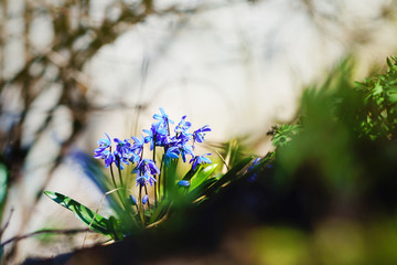 Blue scilla siberica blooming. First flowers of spring. Selective focus, plant on forest hill.