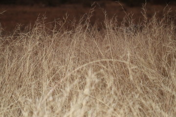 dry grass in the field