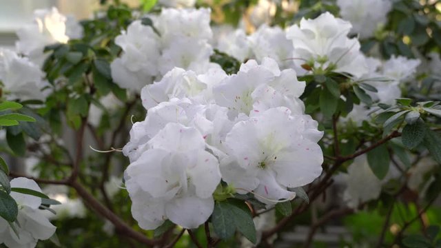Blooming azaleas in the botanical garden, blossoming flowers on the bushes in greenhouse