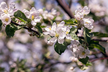 Blooming apple tree. Spring flowering of trees, selective focus