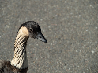 The nene, also known as nēnē and Hawaiian goose, is a species of bird endemic to the Hawaiian Islands.