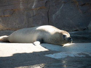 The earless seals, phocids or true seals are one of the three main groups of mammals within the seal lineage, Pinnipedia. All true seals are members of the family Phocidae.