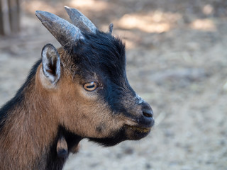 Fototapeta premium The domestic goat or simply goat is a subspecies of C. aegagrus domesticated from the wild goat of Southwest Asia and Eastern Europe.