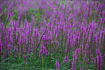 Purple loosestrife (Lythrum salicaria)