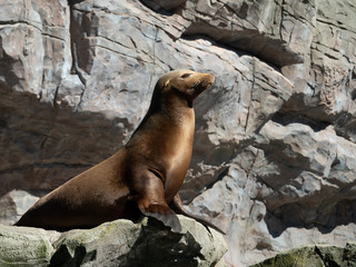 Obraz premium The California sea lion is a coastal eared seal native to western North America. It is one of six species of sea lion.